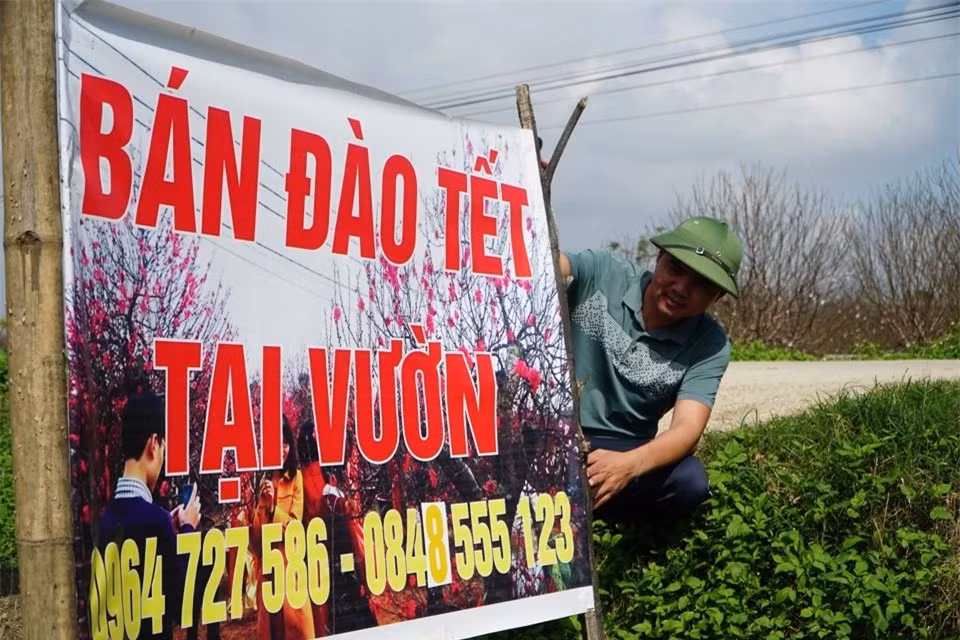 Anh Đầu Khắc Quân, chủ nhân một vườn đào lâu năm tại đây chia sẻ: Trước đây người dân thường trồng một vài gốc trong vườn nhà rồi đem bán vào mỗi dịp tết. Nhưng khoảng 5, 7 năm trở lại đây, giống đào Quảng Chính được nhiều người ưa chuộng nên nhiều hộ đã mạnh dạn thuê đất trồng với số lượng lớn. Nhờ đào mà thu nhập của người dân nơi đây được cải thiện, nhiều hộ trở nên khá giả. Hiện tại diện tích trồng đào trong xã ngày càng được mở rộng…