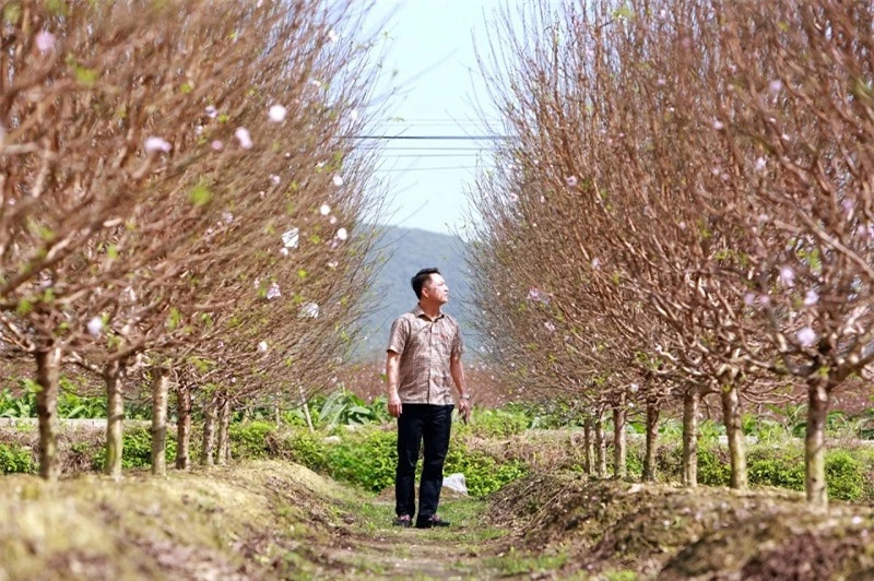 Hiện nay, toàn xã Quảng Chính, huyện Quảng Xương đã phát triển được gần 30 ha với trên 500 hộ tham gia, tập trung chủ yếu ở thôn Thanh Xuân, Chính Đa và Phú Lương. Từ lâu, đào phai hoa kép đã trở thành cây trồng chủ lực, mang giá trị kinh tế cao cho người dân địa phương.