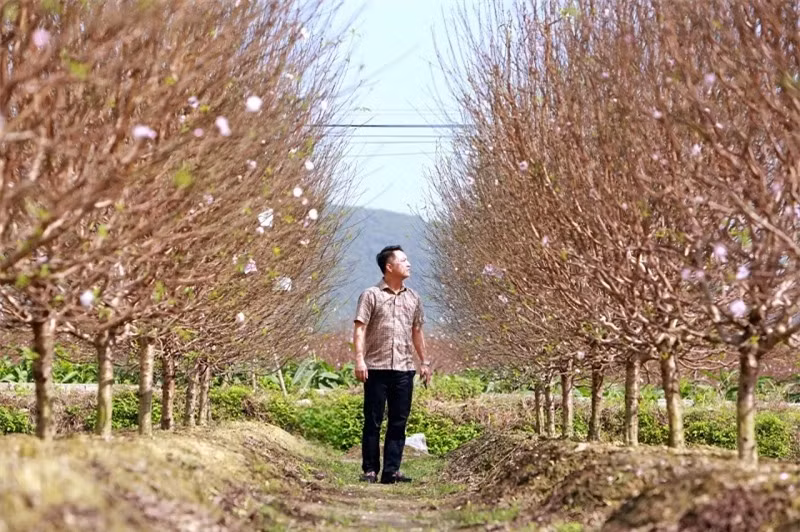 Hiện nay, toàn xã Quảng Chính, huyện Quảng Xương đã phát triển được gần 30 ha với trên 500 hộ tham gia, tập trung chủ yếu ở thôn Thanh Xuân, Chính Đa và Phú Lương. Từ lâu, đào phai hoa kép đã trở thành cây trồng chủ lực, mang giá trị kinh tế cao cho người dân địa phương.