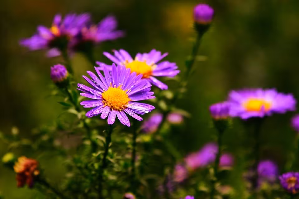 Nam 2024, 3 con giap can chu y gi de tranh han Tam tai?-Hinh-2