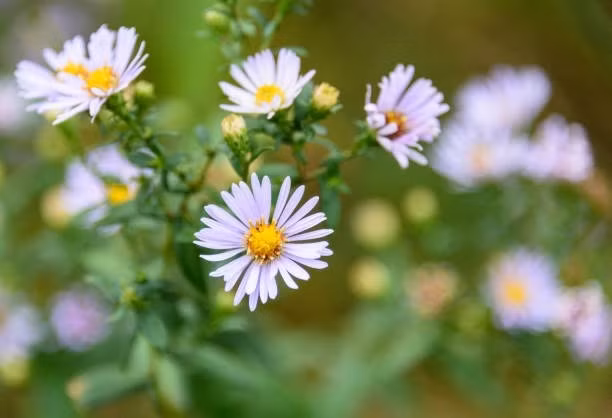 Nam 2024, 3 con giap can chu y gi de tranh han Tam tai?-Hinh-3