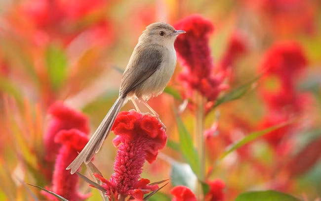 Dự đoán may mắn, tài lộc của 12 con giáp trong năm Giáp Thìn 2024 - Hình 6 Du doan may man, tai loc cua 12 con giap trong nam Giap Thin 2024-Hinh-6