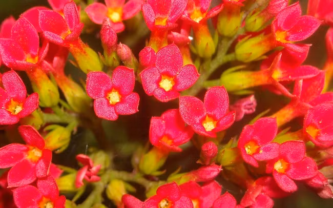 Dự đoán may mắn, tài lộc của 12 con giáp trong năm Giáp Thìn 2024 - Hình 4 Du doan may man, tai loc cua 12 con giap trong nam Giap Thin 2024-Hinh-4