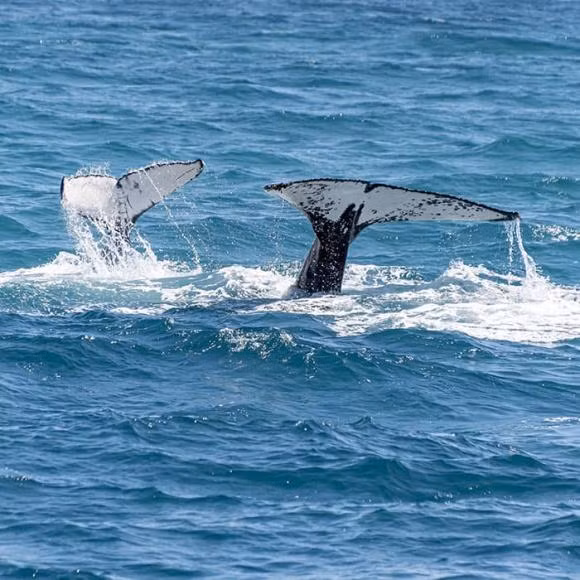 Con nguoi tien gan hon den viec giao tiep voi nguoi ngoai hanh tinh-Hinh-3