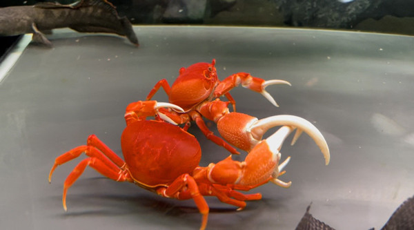 Loai cua nuoi chi de ngam, gia len den tram nghin/con, chu cua hang ban 2.000 con/thang-Hinh-3