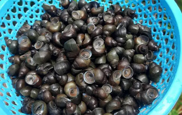 Ốc đắng được bán với giá từ 80-130 nghìn đồng/kg tùy thời điểm