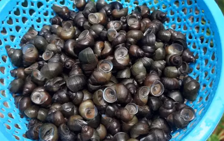 Ốc đắng được bán với giá từ 80-130 nghìn đồng/kg tùy thời điểm