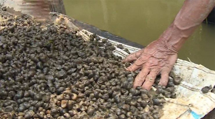 Ốc đắng có mình tròn, to cỡ đầu ngón trỏ, màu nâu thẫm, xuất hiện quanh năm nơi các ao, hồ, sông, rạch nơi đồng bằng miền Tây