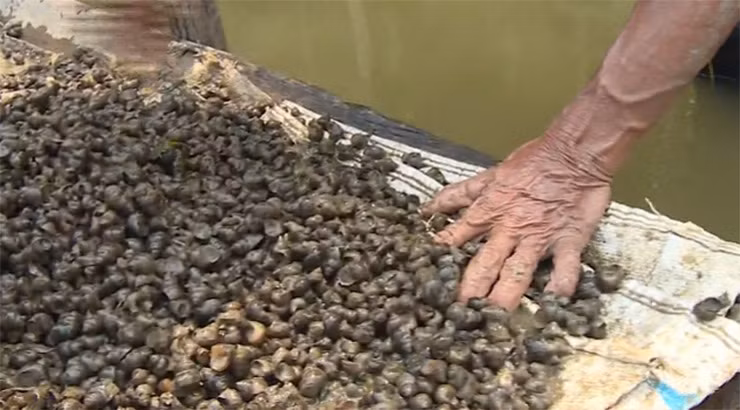 Ốc đắng có mình tròn, to cỡ đầu ngón trỏ, màu nâu thẫm, xuất hiện quanh năm nơi các ao, hồ, sông, rạch nơi đồng bằng miền Tây