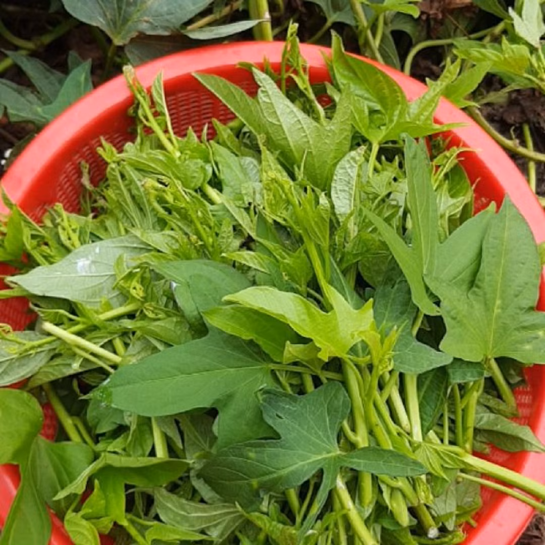 Loai rau moc nhanh nhu co duoc vi “vua cac loai rau binh dan“