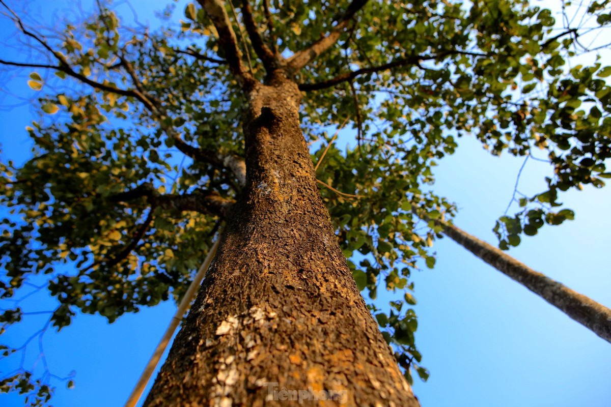 Theo người dân trồng hồng Yên Du, là vùng miền núi khắc nghiệt, trước đây họ chỉ trồng để tạo bóng mát. Đến nay hồng Yên Du đã trở thành cây hàng hóa giúp nông dân làm giàu.