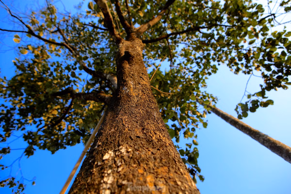 Theo người dân trồng hồng Yên Du, là vùng miền núi khắc nghiệt, trước đây họ chỉ trồng để tạo bóng mát. Đến nay hồng Yên Du đã trở thành cây hàng hóa giúp nông dân làm giàu.