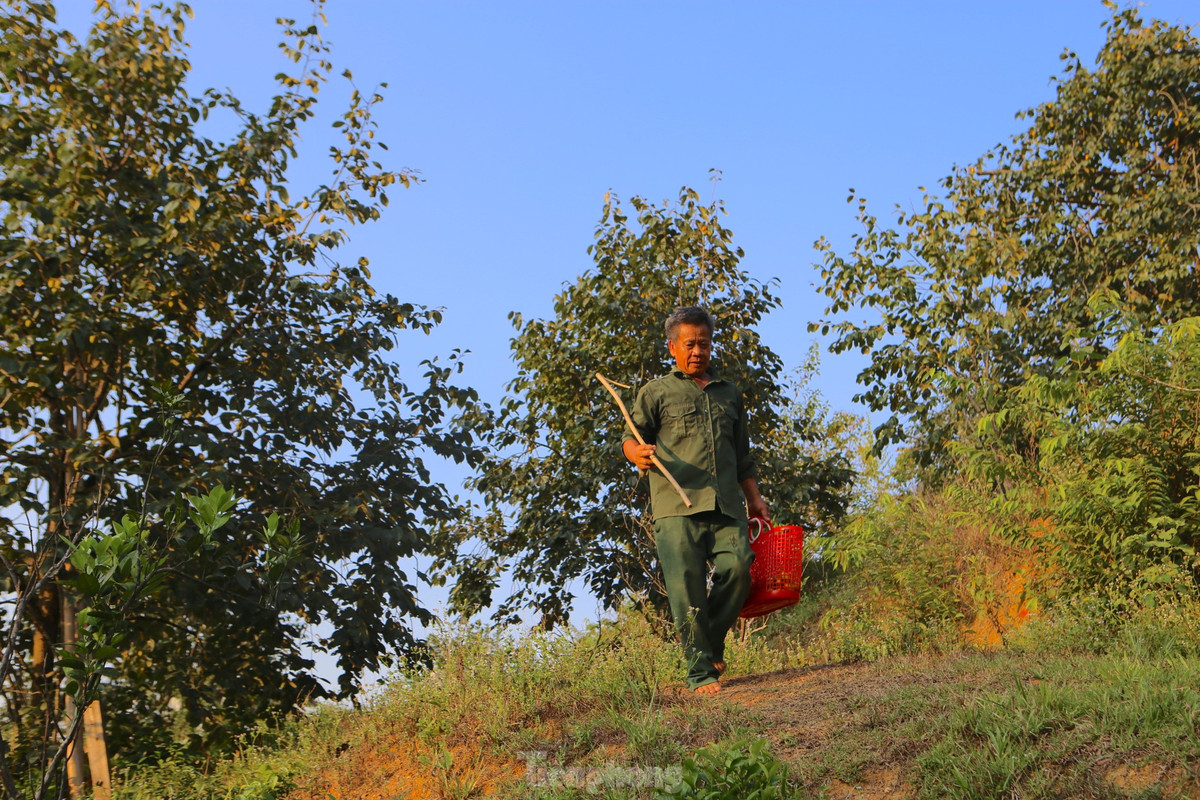 Tại vườn của gia đình có hơn 300 gốc hồng giòn từ 1 năm tuổi đến hơn 70 năm tuổi. Năm nay có khoảng hơn 80 gốc cho thu hoạch.