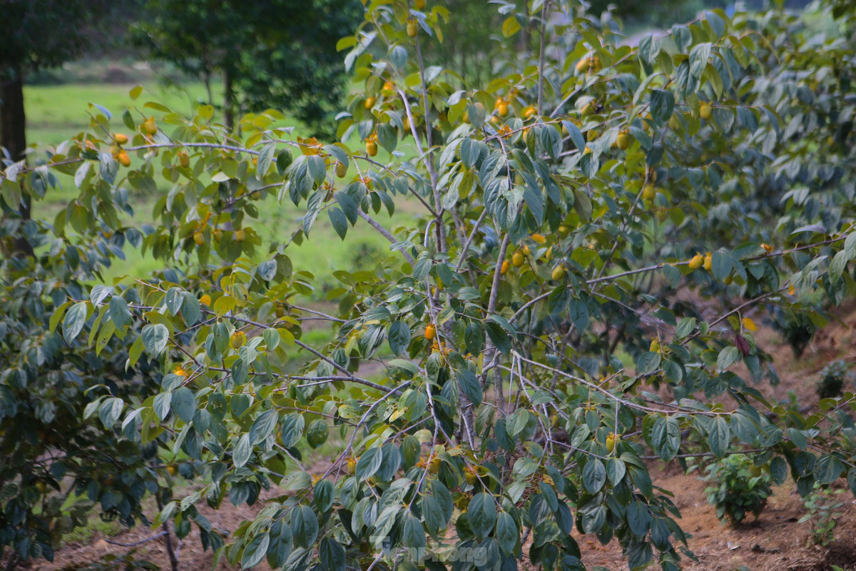 Theo ông Hoàn, gốc có tuổi đời hàng chục năm sẽ cho thu hoạch trên 3 tạ quả, còn những gốc mới trồng 5 năm thì có khoảng 5-6kg. Năm nay hồng được mùa nên sai quả. Dự tính cuối vụ thu khoảng 200 triệu đồng.