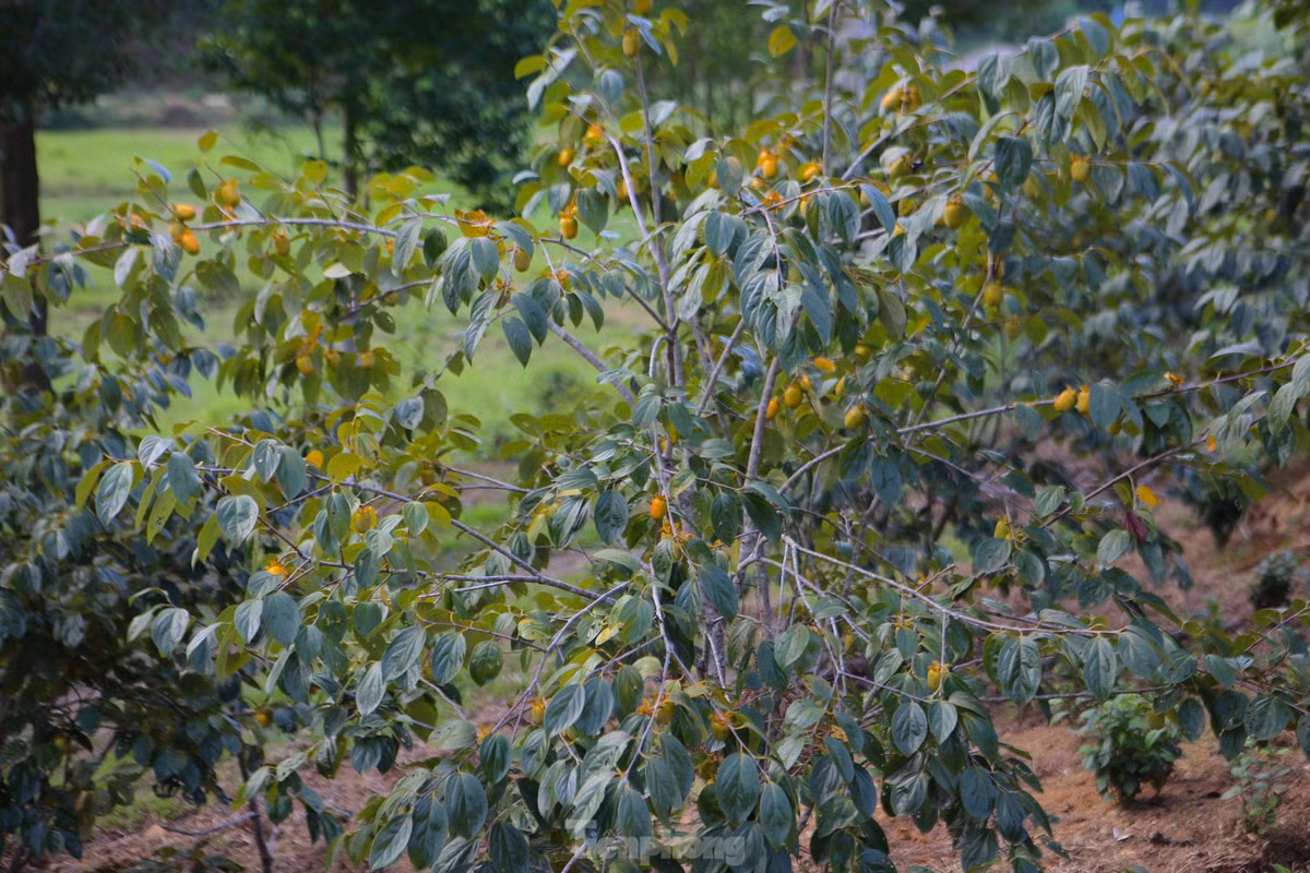 Theo ông Hoàn, gốc có tuổi đời hàng chục năm sẽ cho thu hoạch trên 3 tạ quả, còn những gốc mới trồng 5 năm thì có khoảng 5-6kg. Năm nay hồng được mùa nên sai quả. Dự tính cuối vụ thu khoảng 200 triệu đồng.