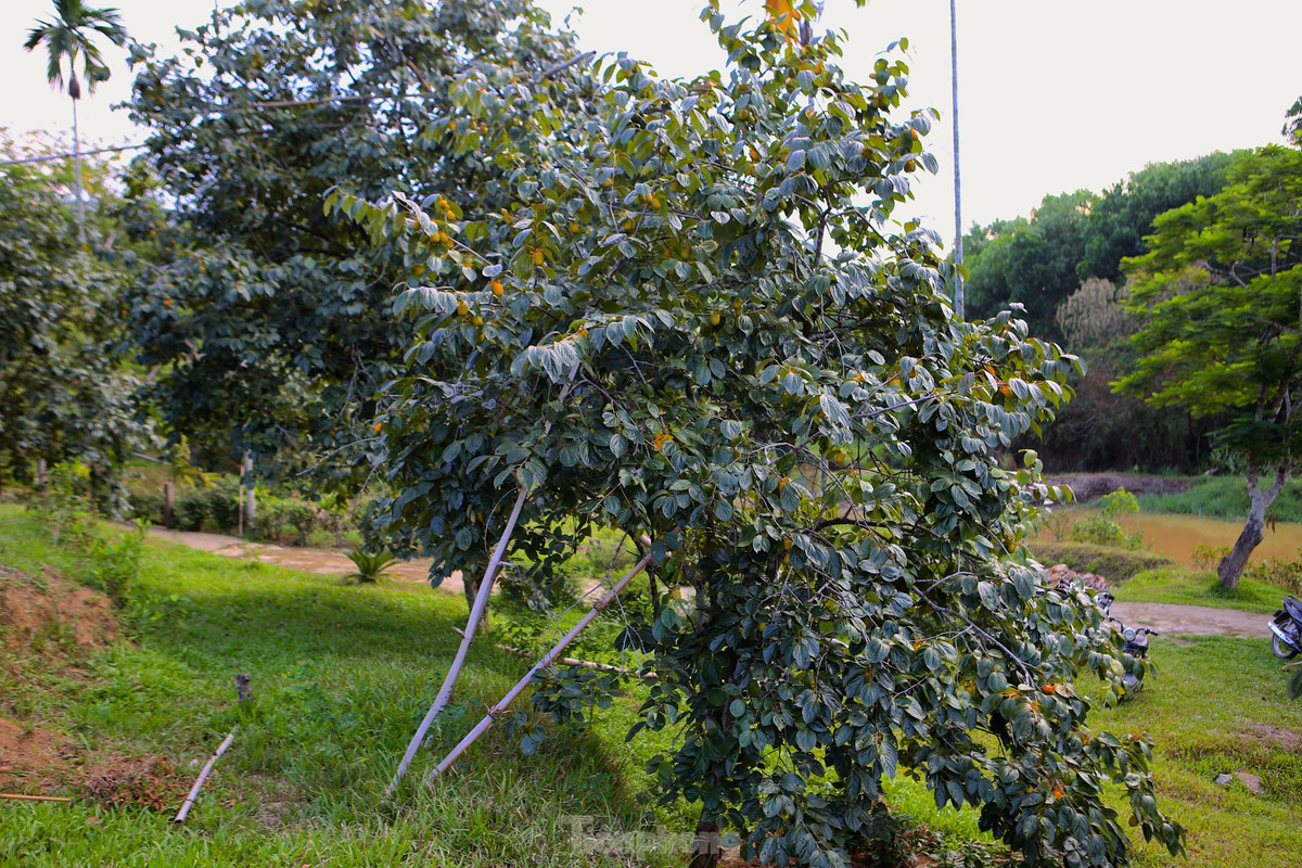 Hồng Yên Du dễ trồng, không mất thời gian chăm sóc nhiều. Mỗi năm khi thu hoạch xong người dân sẽ bón phân chuồng ở từng gốc. Tháng 2 ra hoa, tháng 9 cho thu hoạch.