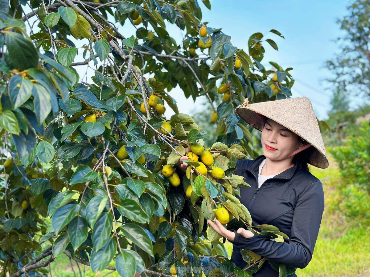 Những ngày này, chị Nguyễn Hải Yến (SN 1991) cũng bắt đầu thu hái quả hồng để bán. Chị cho biết, hồng được thương lái đặt mua, người trồng chỉ hái rồi họ đến lấy. Việc thu hái hồng cũng gặp nhiều khó khăn, với những cây cao trên 8m thì người hái phải đeo đai để tránh gặp sự cố khi hái. Đối với công việc hái quả thông thường đàn ông sẽ phụ trách.