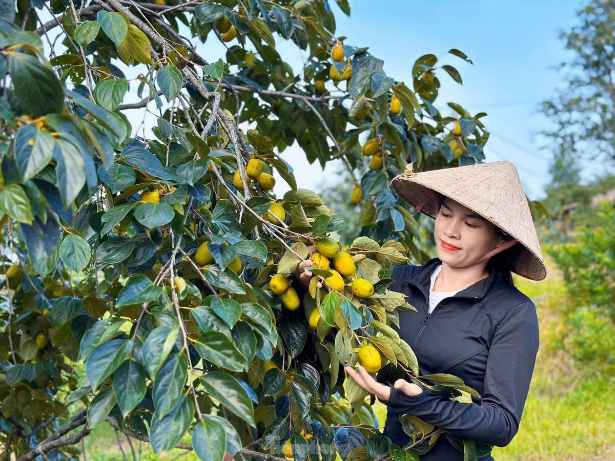 Những ngày này, chị Nguyễn Hải Yến (SN 1991) cũng bắt đầu thu hái quả hồng để bán. Chị cho biết, hồng được thương lái đặt mua, người trồng chỉ hái rồi họ đến lấy. Việc thu hái hồng cũng gặp nhiều khó khăn, với những cây cao trên 8m thì người hái phải đeo đai để tránh gặp sự cố khi hái. Đối với công việc hái quả thông thường đàn ông sẽ phụ trách.