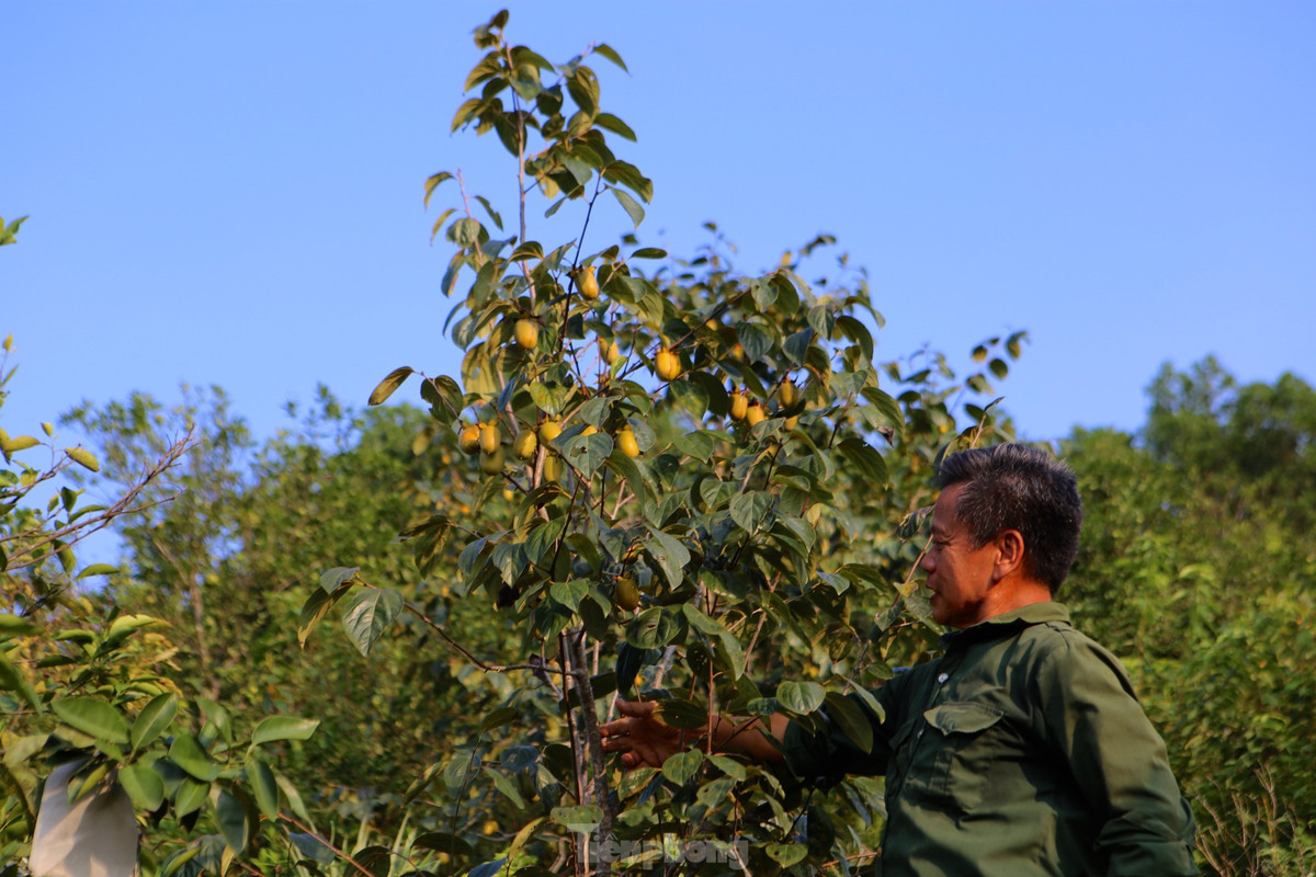 "Năm ngoái gia đình hái bán được trên 4 tấn hồng. Giá thương lái mua tại vườn từ 35-40 ngàn đồng/kg. Khoảng 10 năm trở lại đây hồng bán được giá nên ai cũng phấn khởi, mở rộng trồng thêm. Cây hồng trở thành thứ quả thu nhập chính ở thôn này", ông Hoàn nói.