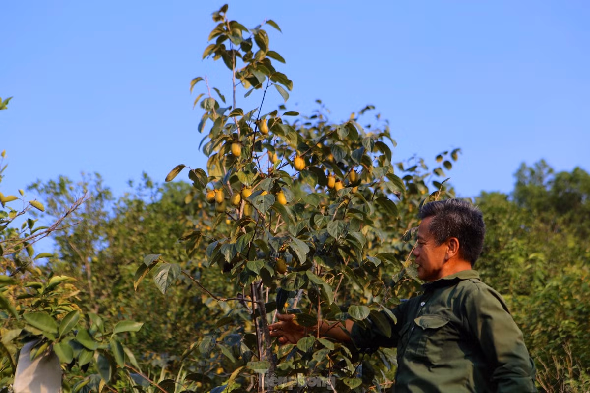 "Năm ngoái gia đình hái bán được trên 4 tấn hồng. Giá thương lái mua tại vườn từ 35-40 ngàn đồng/kg. Khoảng 10 năm trở lại đây hồng bán được giá nên ai cũng phấn khởi, mở rộng trồng thêm. Cây hồng trở thành thứ quả thu nhập chính ở thôn này", ông Hoàn nói.