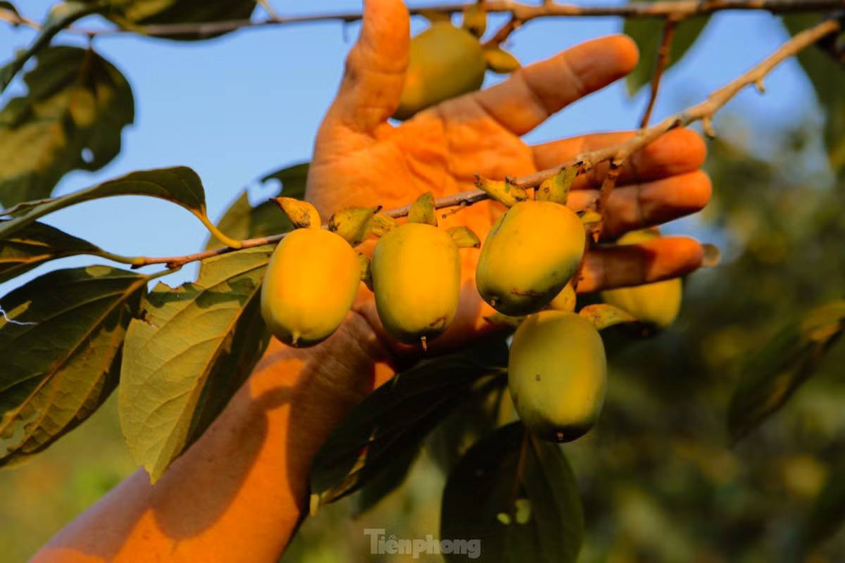 Toàn thôn Yên Du có 80 hộ trồng trên khoảng 40 ha. Mỗi vụ, trung bình một gia đình thu 100-200 triệu đồng. Hồng được người dân bán cho thương lái trong tỉnh, nhập tại các chợ trên địa bàn hoặc gửi vào miền Nam, ra Hà Nội tiêu thụ. 