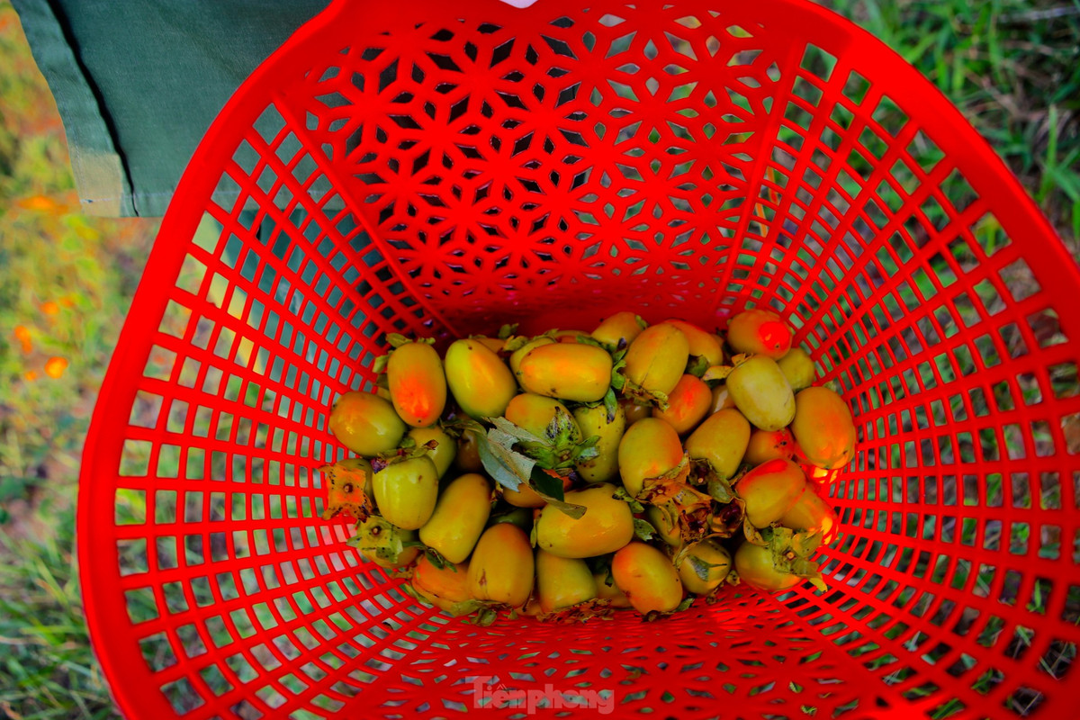 Người dân mang theo làn và cây sào dài chừng 2m có móc phía trên để hái quả. Những gốc lớn phải dùng thang trèo lên cây, lật từng nhành cây để hái quả. Thông thường cây sau 5 năm cho quả bói, đến năm thứ 10 mới bắt đầu thu hoạch đại trà.