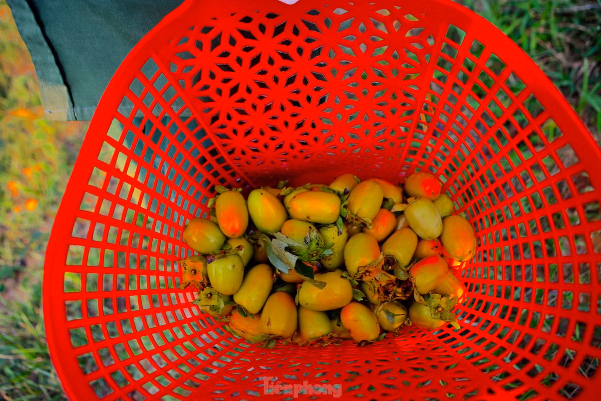 Người dân mang theo làn và cây sào dài chừng 2m có móc phía trên để hái quả. Những gốc lớn phải dùng thang trèo lên cây, lật từng nhành cây để hái quả. Thông thường cây sau 5 năm cho quả bói, đến năm thứ 10 mới bắt đầu thu hoạch đại trà.