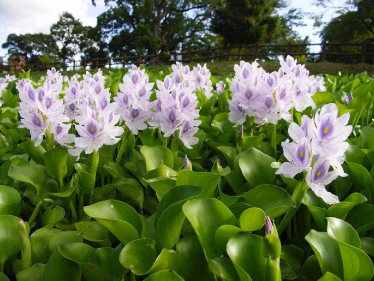 La lung rau dai moc day ao, ben Nhat coi la sieu thuc pham