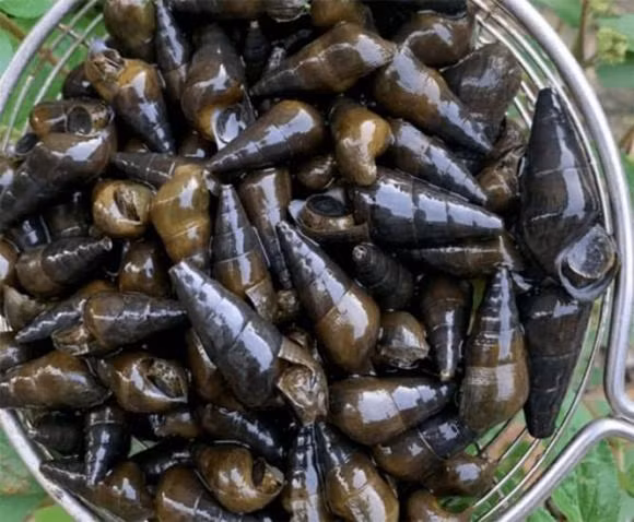 Ham luong canxi trong 3 loai thuc pham nay cao gap 9 lan sua