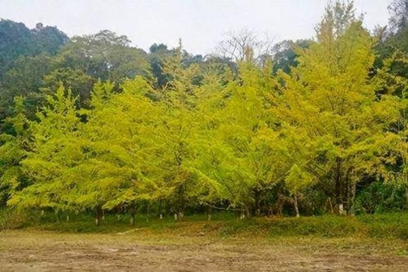 Tai sao loai cay nay dang bi dot bien, nguy co tuyet chung?