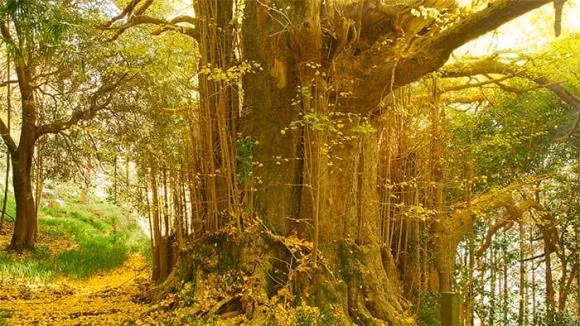 Tai sao loai cay nay dang bi dot bien, nguy co tuyet chung?-Hinh-4