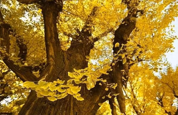 Tai sao loai cay nay dang bi dot bien, nguy co tuyet chung?-Hinh-2