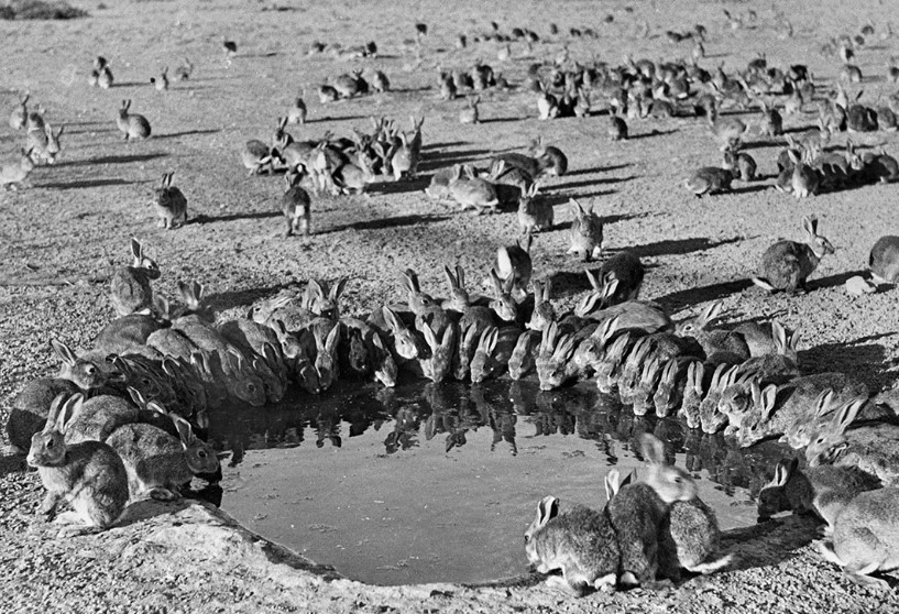 Mang ve 24 con vat la nguoi dan ong gay tham hoa kinh hoang