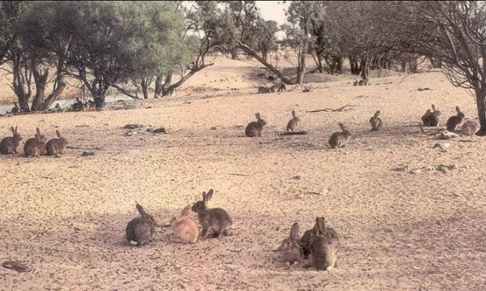 Mang ve 24 con vat la nguoi dan ong gay tham hoa kinh hoang-Hinh-3