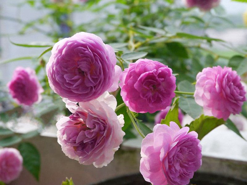 3 con giap duoc loc lam an, tien bac sung tuc tu ngay 21/9-Hinh-3