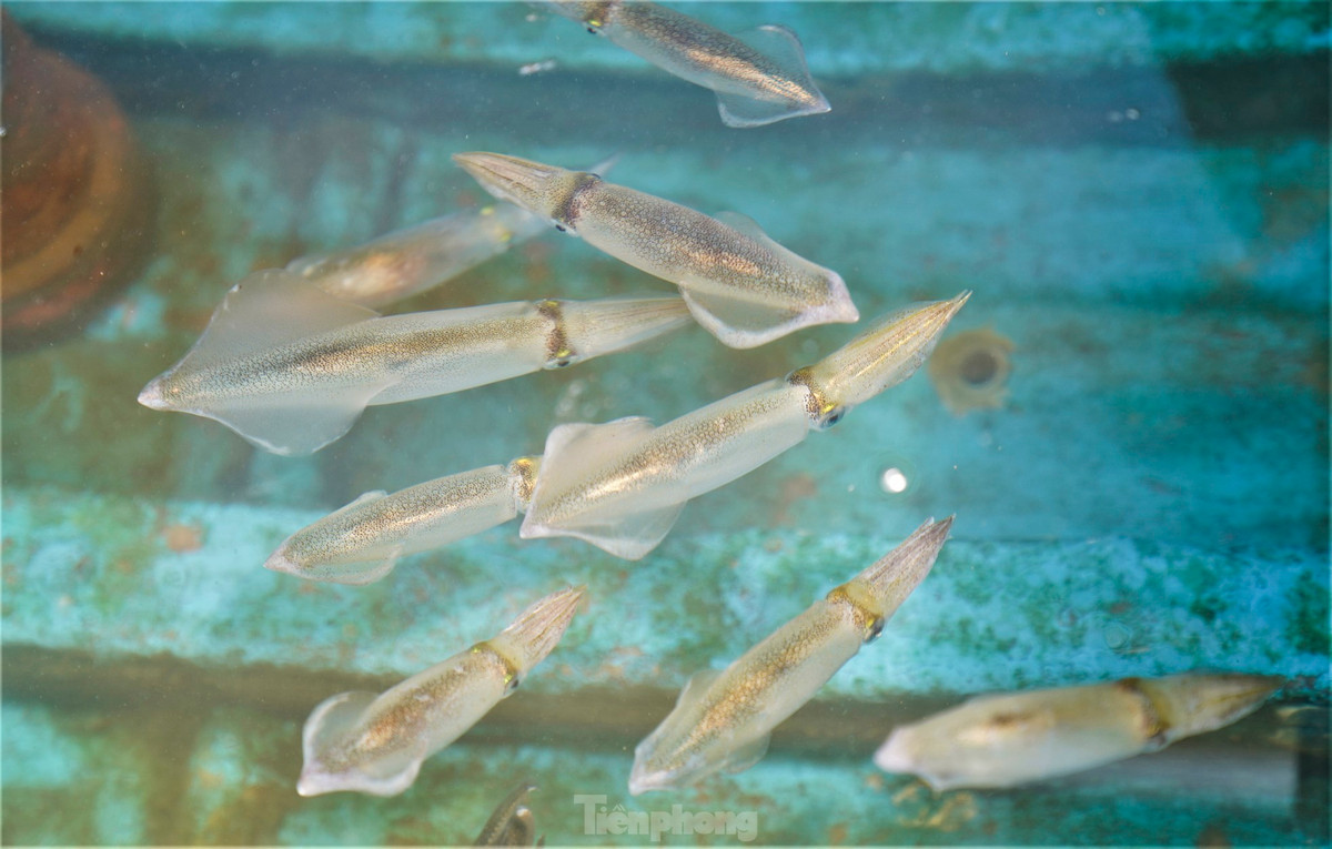 Những con mực tươi sống được người dân lành nghề đi câu trong đêm, thả nuôi vào khoang thuyền có trữ sẵn nước biển rồi đem về bán cho các chủ nhà hàng nổi kinh doanh hải sản ở bên bờ biển thuộc địa bàn thôn Hải Phong, xã Kỳ Lợi.