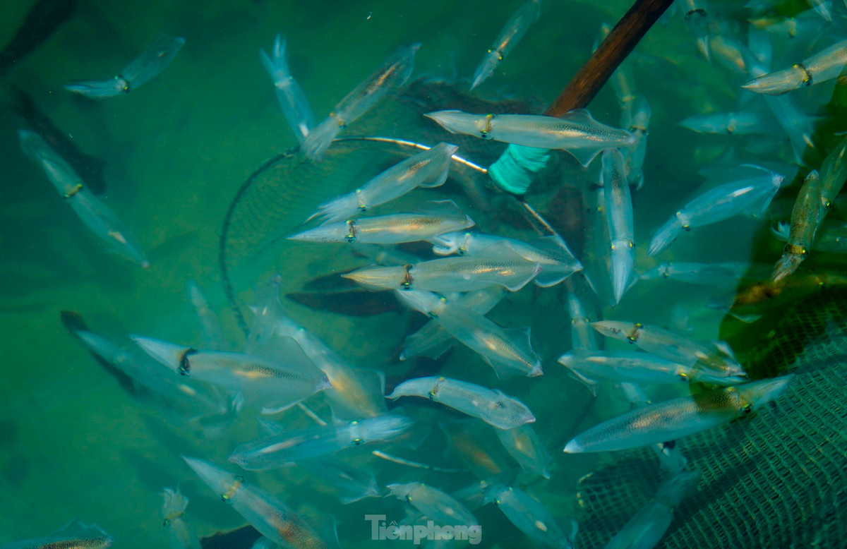 Người dân địa phương cho biết mùa mực nháy bắt đầu từ tháng 3 đến giữa tháng 8 âm lịch hàng năm và ít dần.