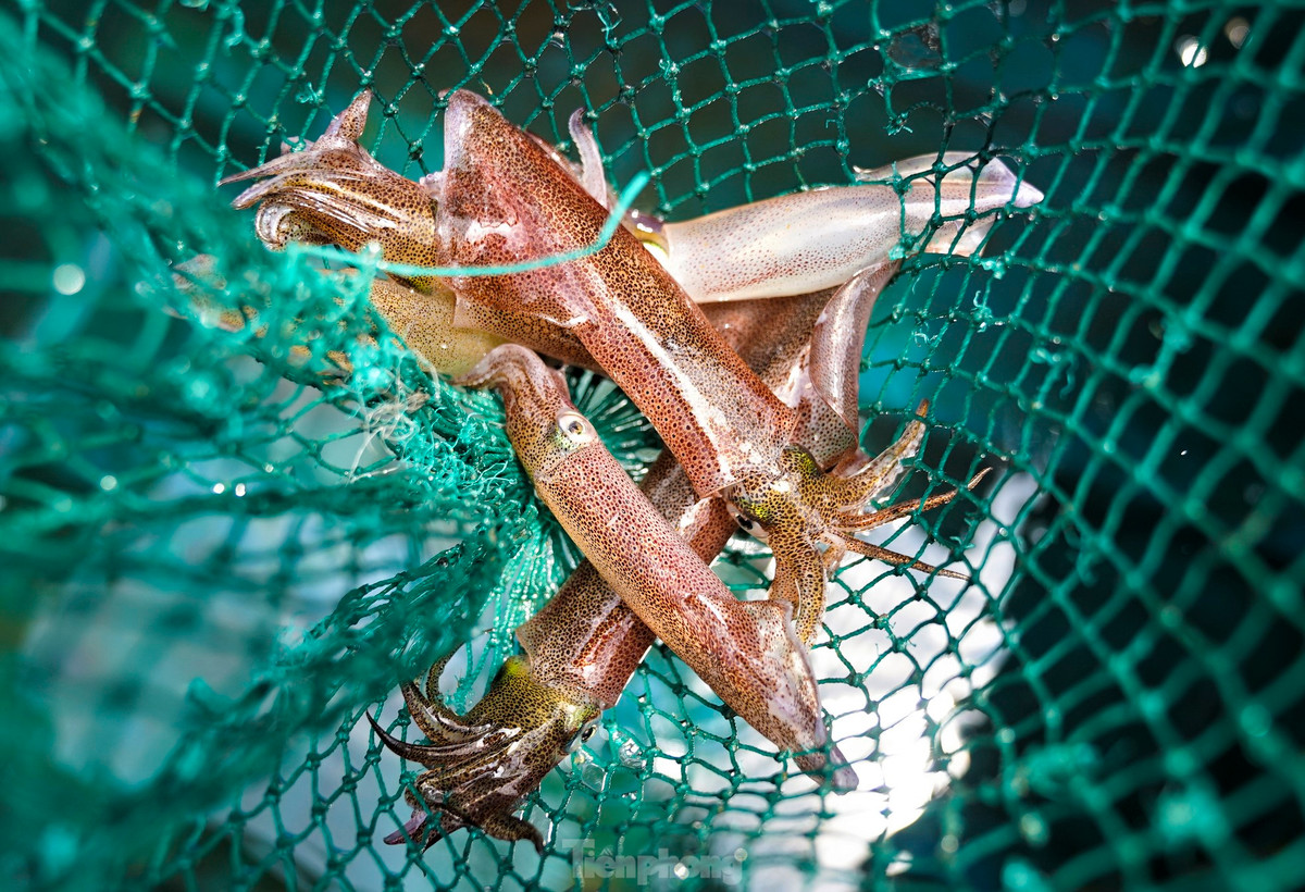 Theo người dân, mực nháy là những con mực khi vớt lên để chế biến vẫn còn sống, giãy đành đạch, mắt và các sao phát sáng trên thân mực nhấp nháy liên tục. Mực nháy ở Vũng Áng ngon là bởi vì nó sống ở môi trường nước biển sâu và mặn.