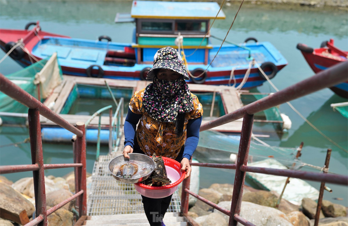 "Dù đã cuối mùa, mực đánh bắt được ít hơn rất nhiều nhưng rất đông khách gọi điện đặt bàn, đặt mực trước song không có để bán”, chủ nhà hàng Thanh Nhàn cho hay.