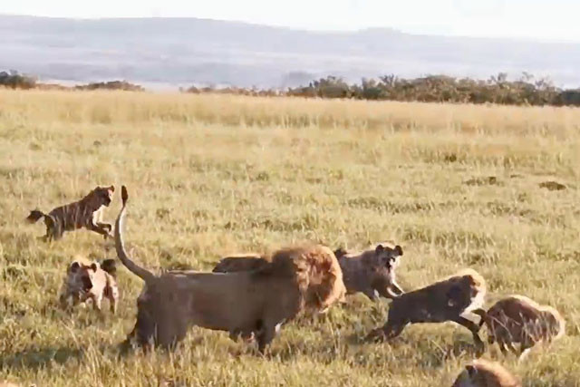 Video: Linh cau mat mang vi 