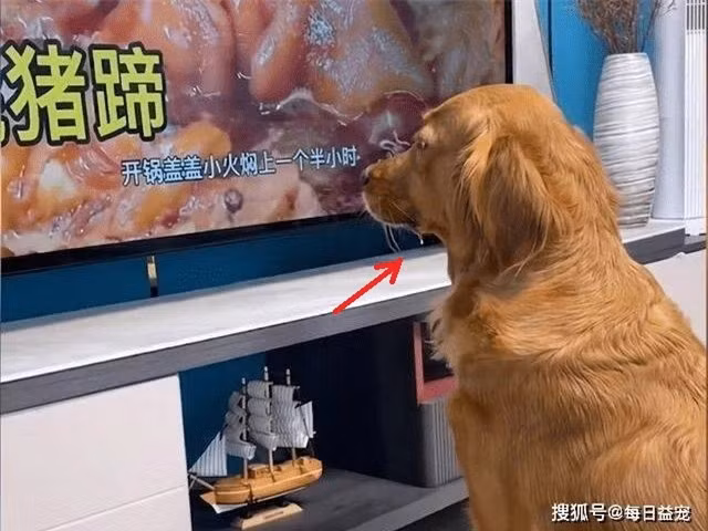 Dua cho Golden sang nha hang xom choi, chu khoc do meu do-Hinh-4