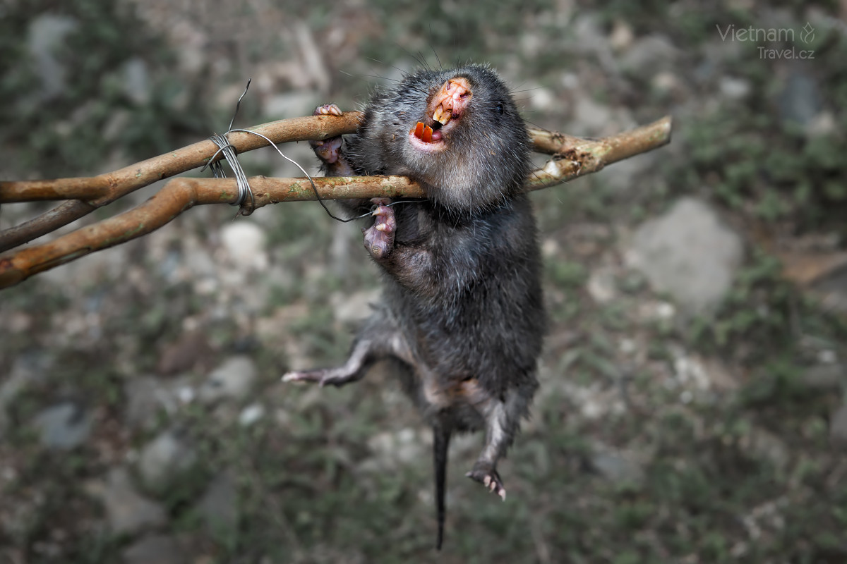 Hiện nay số lượng dúi mốc trong tự nhiên còn khá nhiều. Tại một số khu rừng tre nứa, việc săn bắt dúi là cần thiết để bảo vệ rừng. Tuy nhiên, hoạt động này cần được giám sát để tránh tình trạng tận diệt, gây mất cân bằng sinh thái. Ảnh: Vietnamtravel.cz.