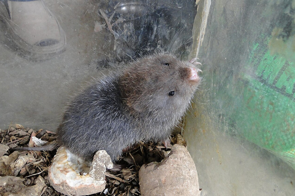 Bên ngoài Việt Nam, dúi mốc được ghi nhận ở Myanmar, Thái Lan, Malaysia, Lào, Campuchia và miền nam Trung Quốc. Ảnh: Wikiwand.