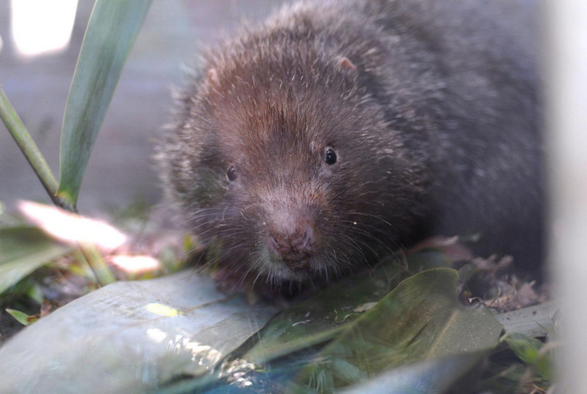 Cây bị dúi mốc ăn thường sẽ chết do các chức năng sinh dưỡng bị tổn hại. Trong các vùng rừng tre nứa do con người trồng, dúi có thể trở thành loài động vật gây hại. Ảnh: EurekAlert!.