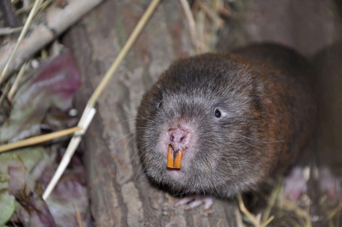 Hang Dúi dài, nhiều ngách. Mọi hoạt động đều diễn ra trong hang. Loài vật béo múp này chỉ ra khỏi hang vào ban đêm để kiếm thức ăn thực vật, chủ yếu ăn thân và rễ tre, nứa và một số loài cây khác. Ảnh: Khao Sok National Park.