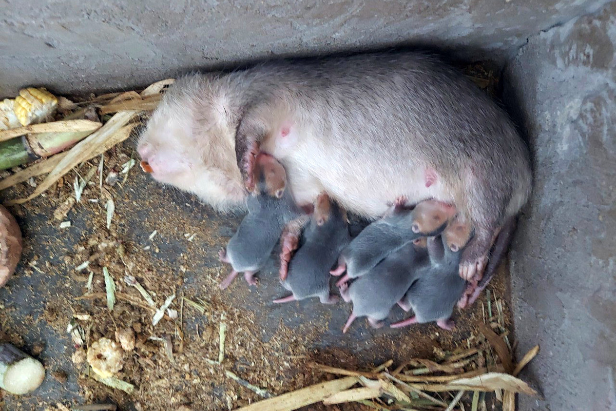 Dúi mốc sinh sản từ tháng 3 đến tháng 8, Mỗi năm đẻ 2 hoặc 3 lứa, mỗi lứa 2-4 con. Khi được 4 tháng tuổi, chúng đã có khả năng sinh sản. Tuổi thọ 4-5 năm. Ảnh: Khuyennongqnam.gov.vn.