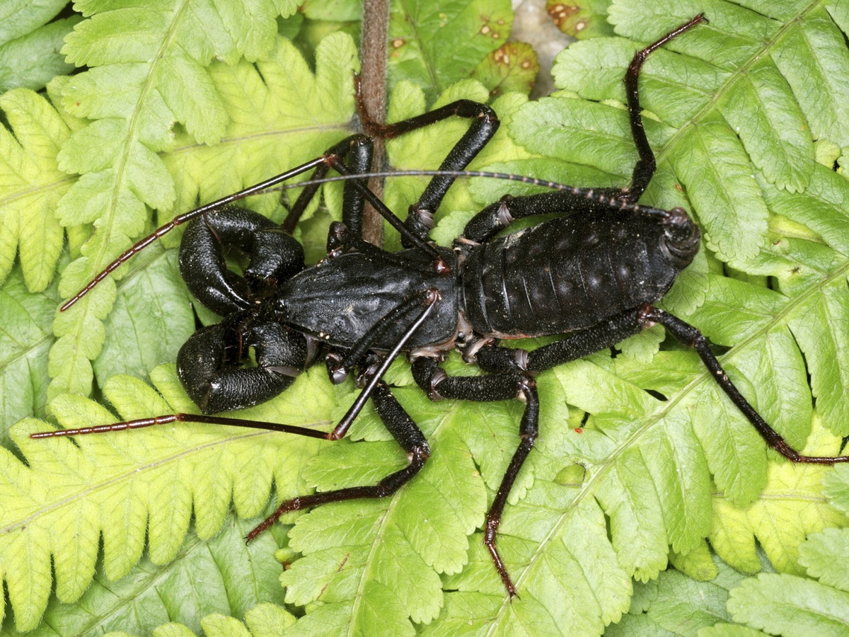 Phân bố ở các vùng nhiệt đới và cận nhiệt đới khắp thế giới, bộ Bọ cạp roi (Uropygi) gồm những loài bọ cạp có ngoại hình độc đáo và đặc điểm sinh học thú vị. Ảnh: Newsweek.