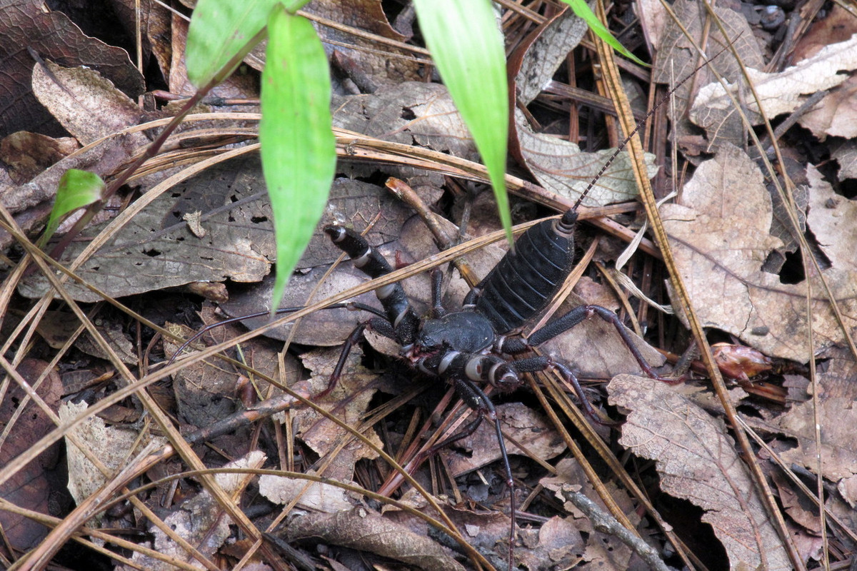 Không có tuyến nọc độc và ngòi chích như bọ cạp thật, nhưng bọ cạp roi lại có các tuyến gần phía sau bụng có thể phun ra loại dung dịch là sự kết hợp giữa axit axetic và axit caprylic khi bị đe dọa. Ảnh: Christian Frausto Bernal / Flickr.
