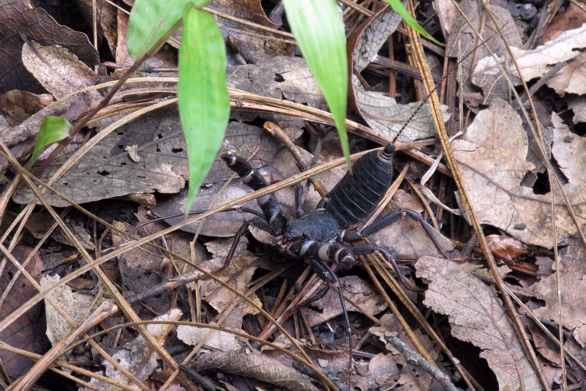 Không có tuyến nọc độc và ngòi chích như bọ cạp thật, nhưng bọ cạp roi lại có các tuyến gần phía sau bụng có thể phun ra loại dung dịch là sự kết hợp giữa axit axetic và axit caprylic khi bị đe dọa. Ảnh: Christian Frausto Bernal / Flickr.