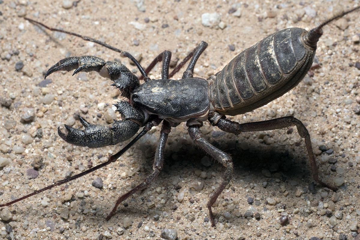 Trong 8 cặp chân, bọ cạp roi chỉ sử dụng sáu chân để di chuyển, còn hai chân đầu tiên là cơ quan cảm giác giống như râu. Chúng có cặp càng lớn giống bọ cạp nhưng có thêm một gai lớn trên đầu mỗi càng. Ảnh: Bryan Maltais / Macrophotobug.com.